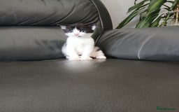 Mixed Breed cats for sale: Maximum  - Image 11