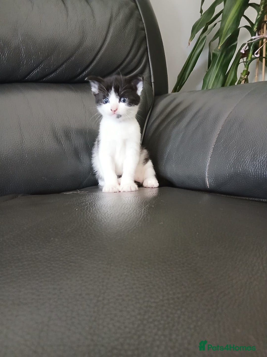 Mixed Breed cats for sale: Maximum  - Image 11