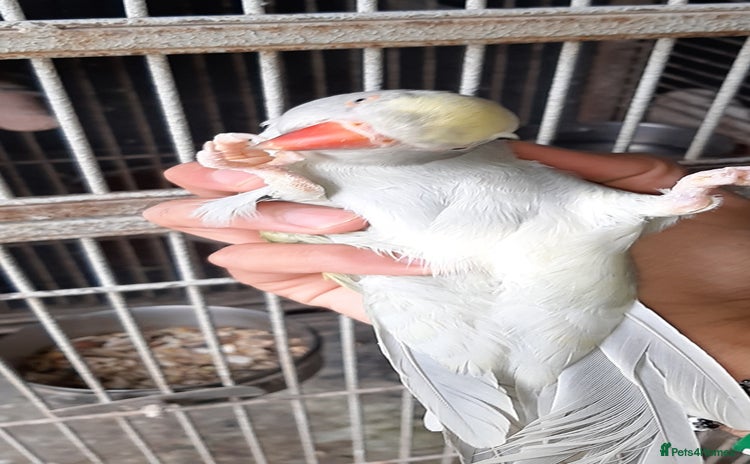 Cockatoo birds - Advert 2
