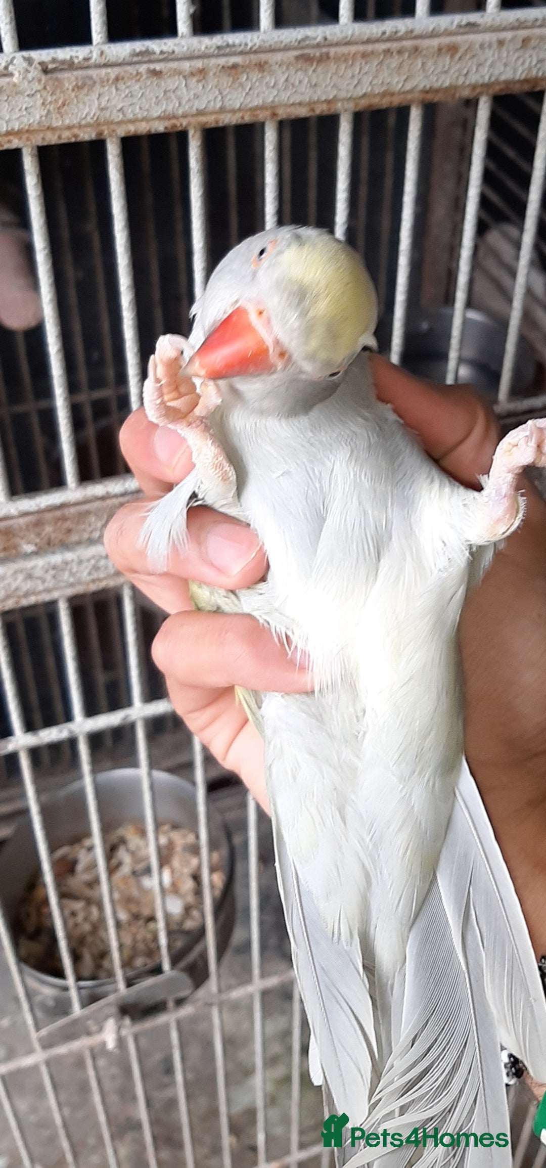 Cockatoo birds for sale: Reingnack paide revealed baby  family birds  - Advert 2