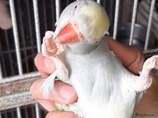 Cockatoo birds - Advert 7