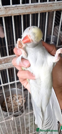 Cockatoo birds - Advert 2