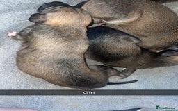 Mixed Breed dogs for sale: Stunning saluki greyhound puppies.  - Advert 36