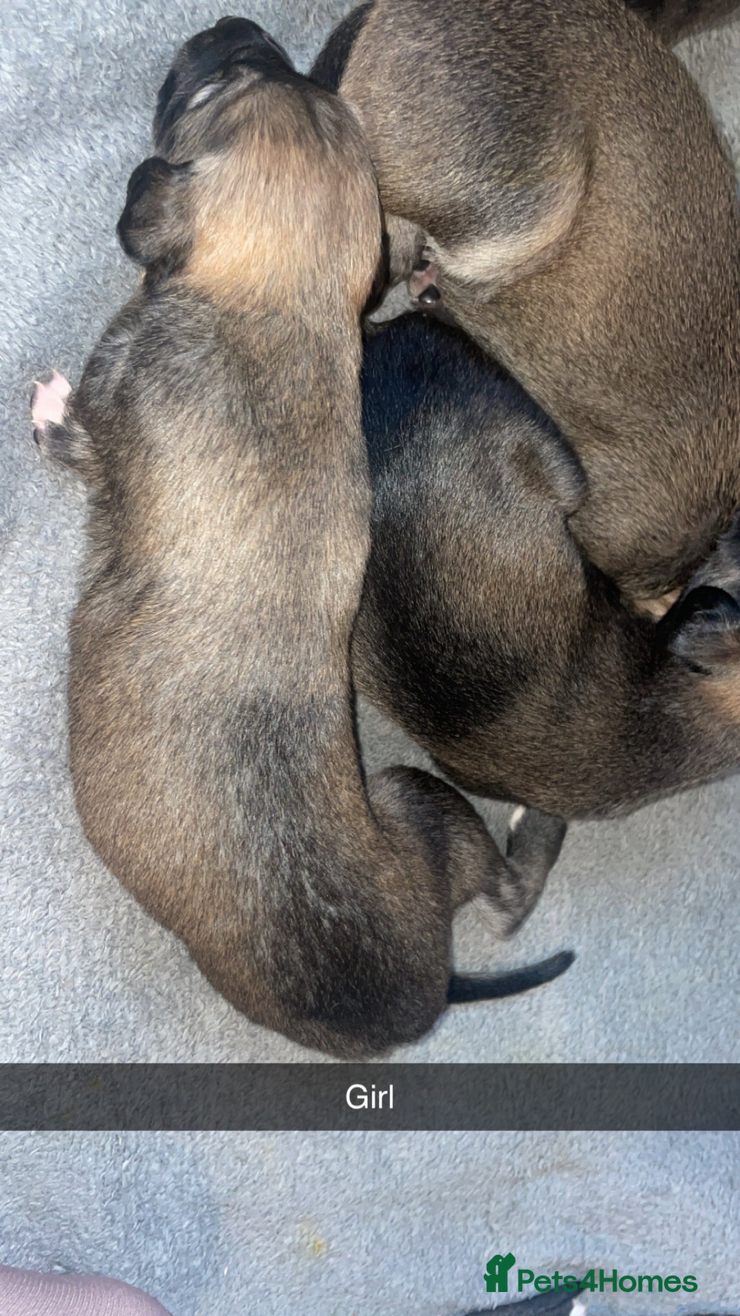 Mixed Breed dogs for sale: Stunning saluki greyhound puppies.  - Advert 36