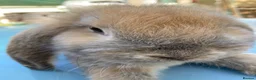 French Lop rabbits for sale: French Lop Bunnies in London - Advert 9