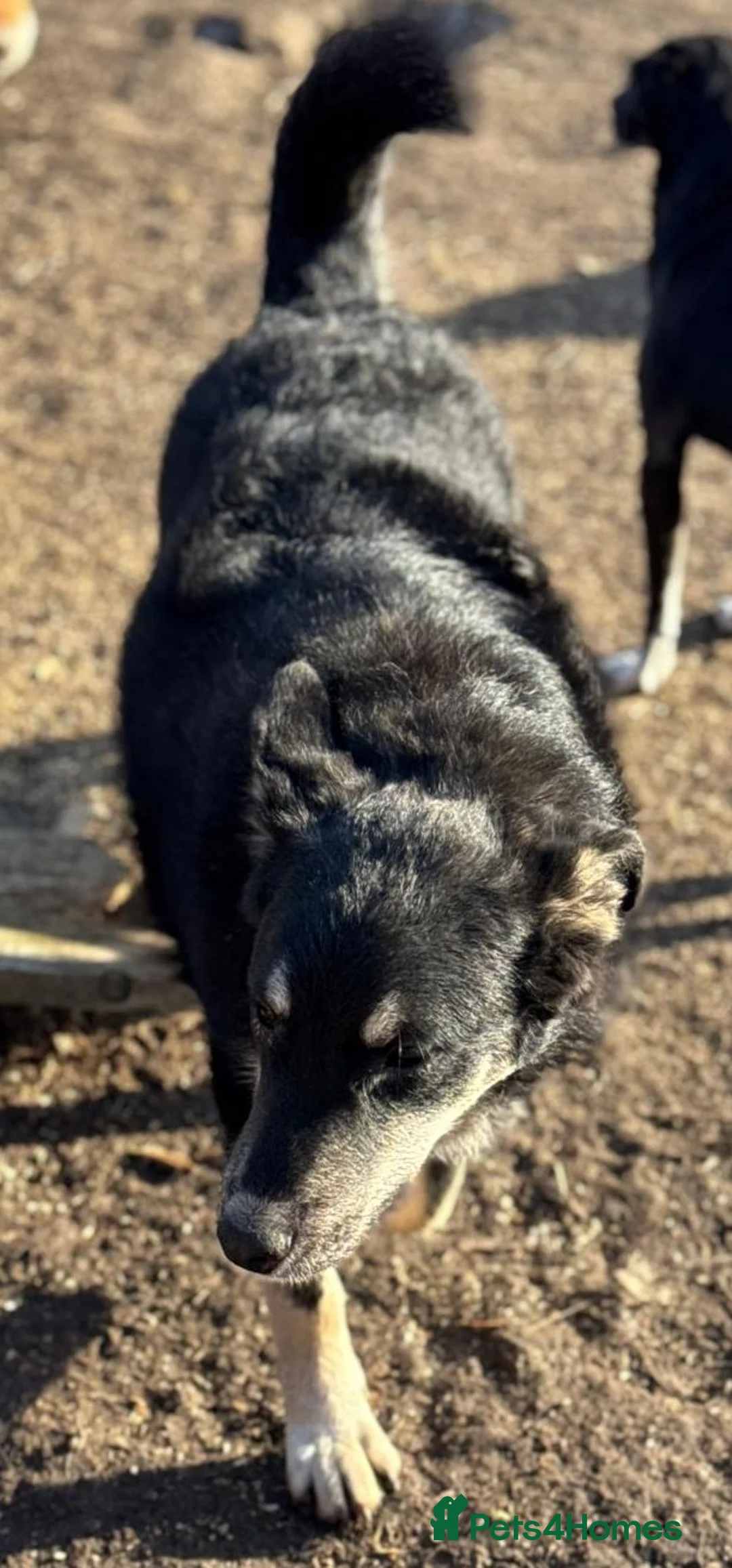 Mixed Breed dogs for adoption: 🐾💛GIZMO, From a Rubbish Bag to a Real Future💛🐾 - Advert 2