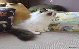 Ragdoll cats for sale:  READY NOW GCCF  REG. EUROPEAN  LINE BOYS   - Image 2
