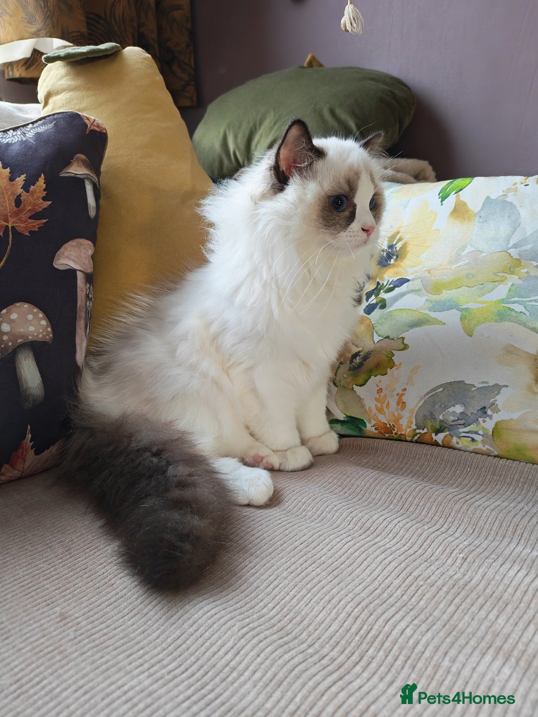 Ragdoll cats for sale:  READY NOW GCCF  REG. EUROPEAN  LINE BOYS   - Image 2