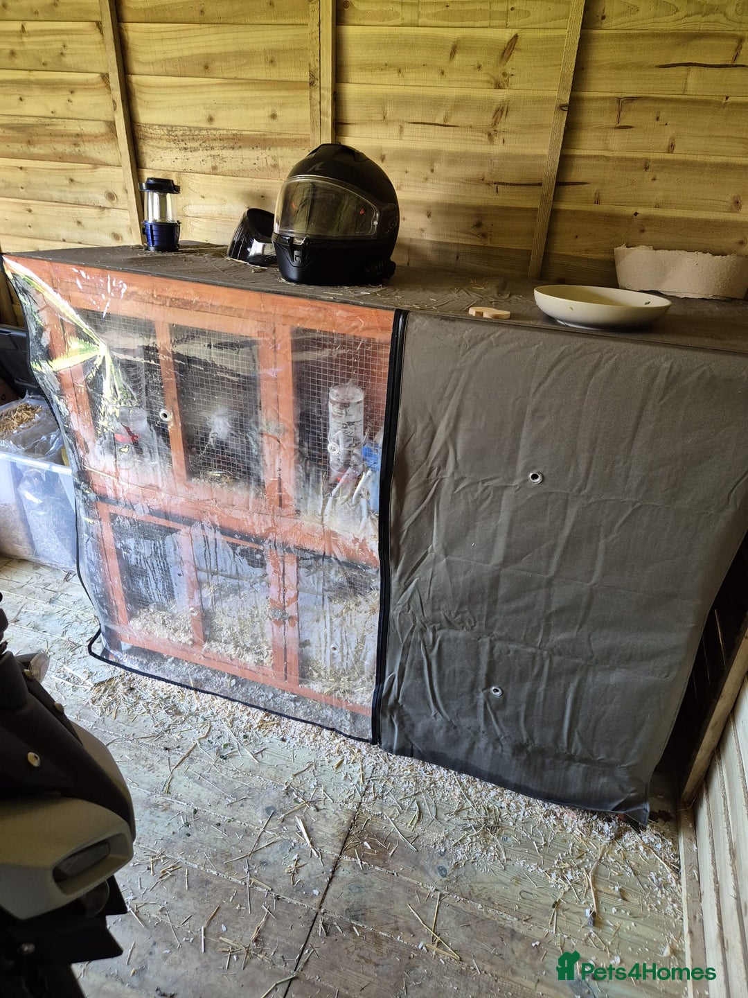 Mixed Breed rabbits for sale: Smudge and chalky - Advert 7