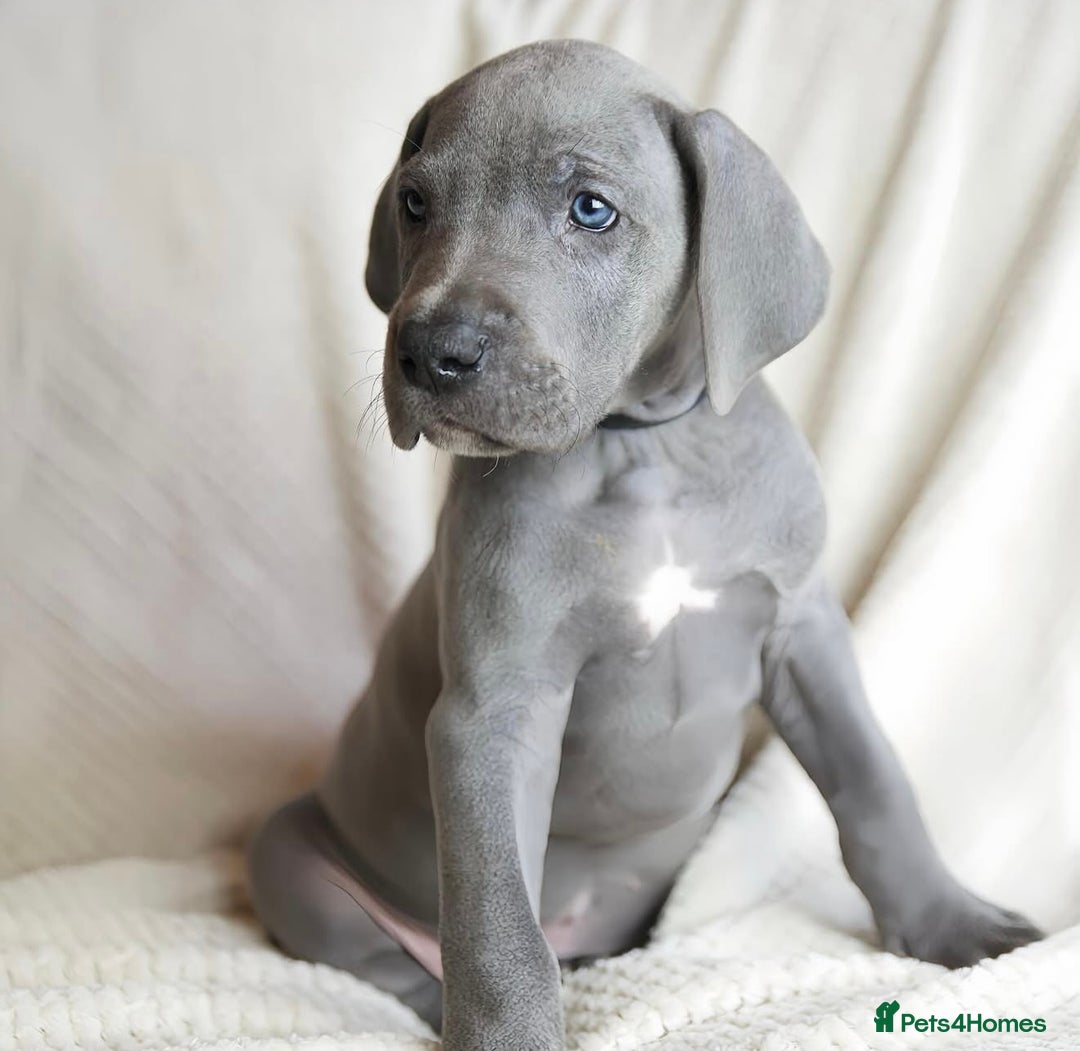 Great Dane dogs for sale: Waiting List Open - Advert 11