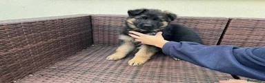German Shepherd 4