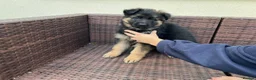 German Shepherd dogs for sale: Intelligent German Shepherd Puppies for Sale - Advert 3