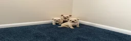 Chihuahua dogs for sale: Chihuahua puppies  in Glasgow - Advert 3