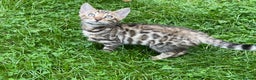 Bengal cats for stud: Handsome Bengal Boy Available for Stud in Nottingham - Advert 4