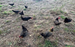 Chickens poultry for sale: Rhode Rock hens - Image 5