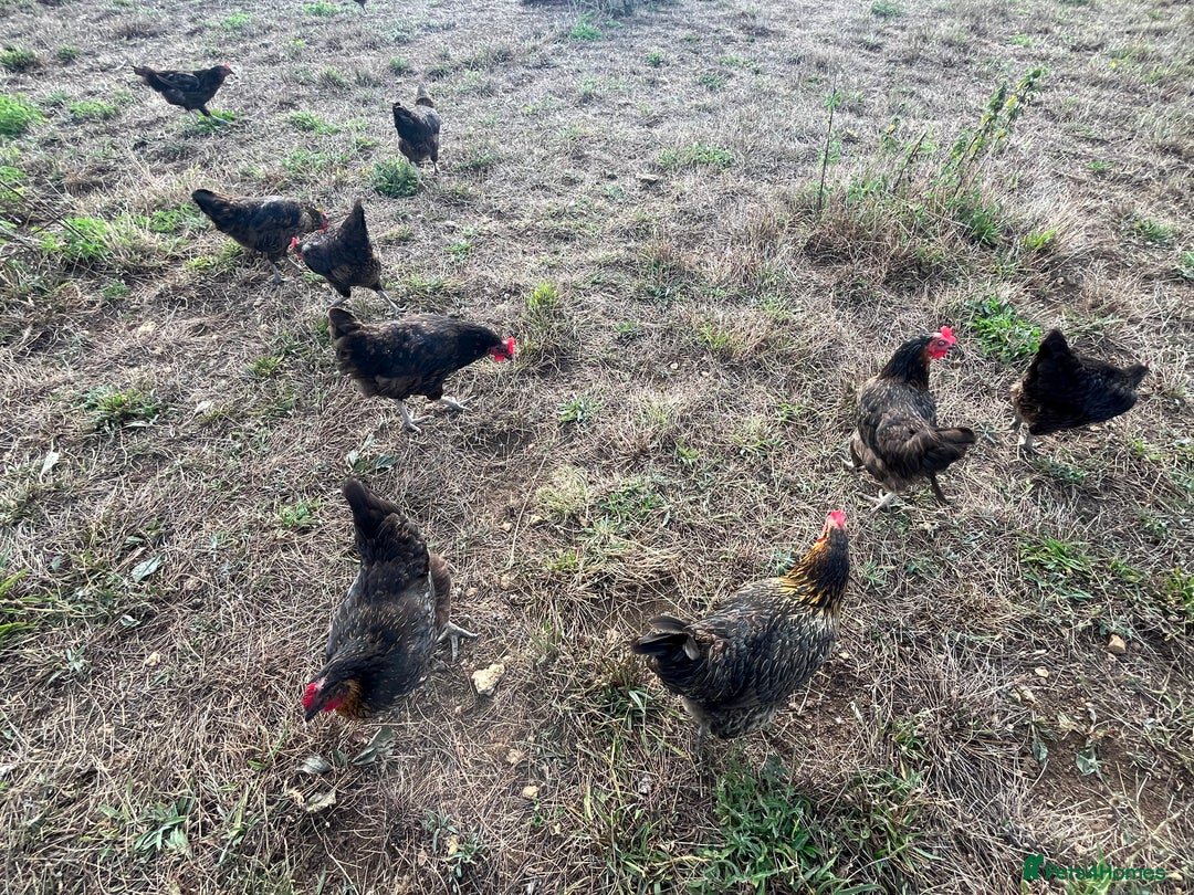 Chickens poultry for sale: Rhode Rock hens - Image 5
