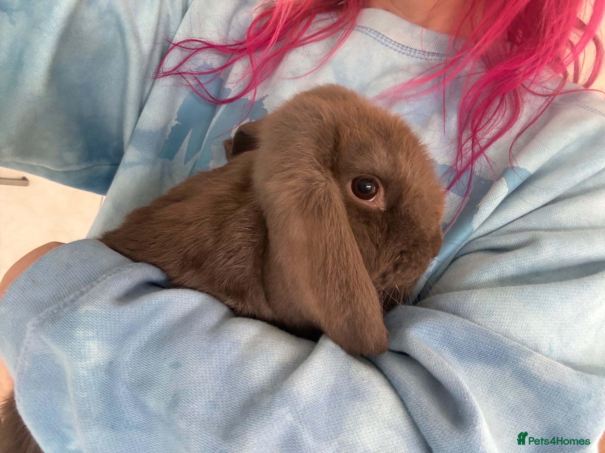 French Lop rabbits for sale: Purebred Giant French Lop - Advert 5
