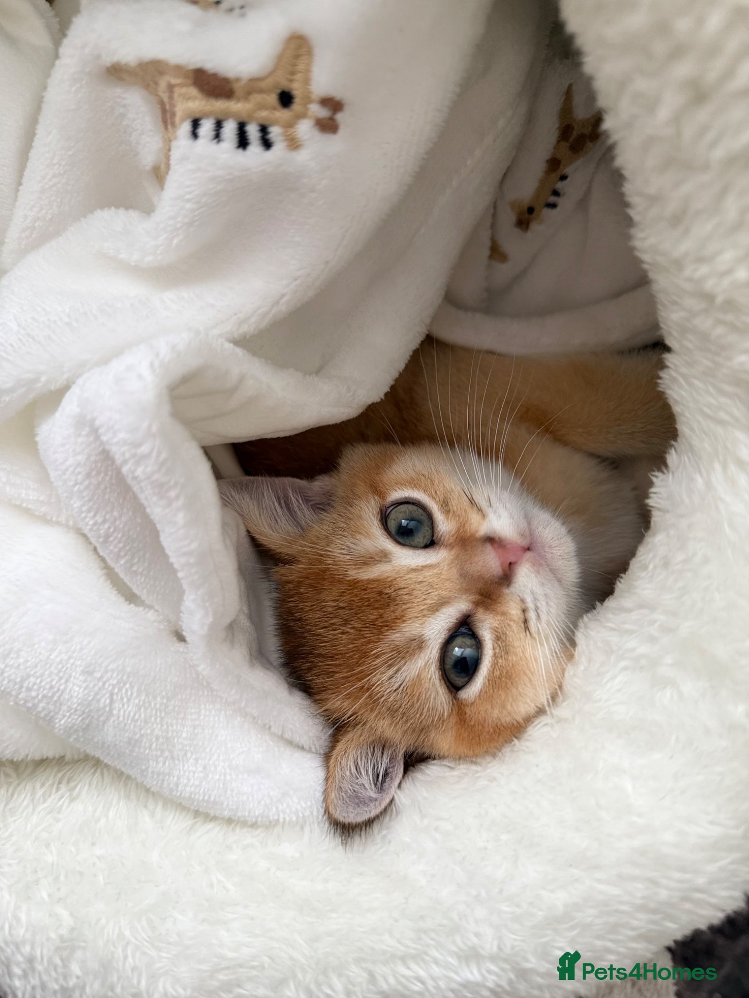 Scottish Fold cats Golden shade Scottish straight Kitten 1🐾 - Advert 6