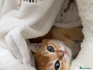 Scottish Fold cats Golden shade Scottish straight Kitten 1🐾 - Advert 1