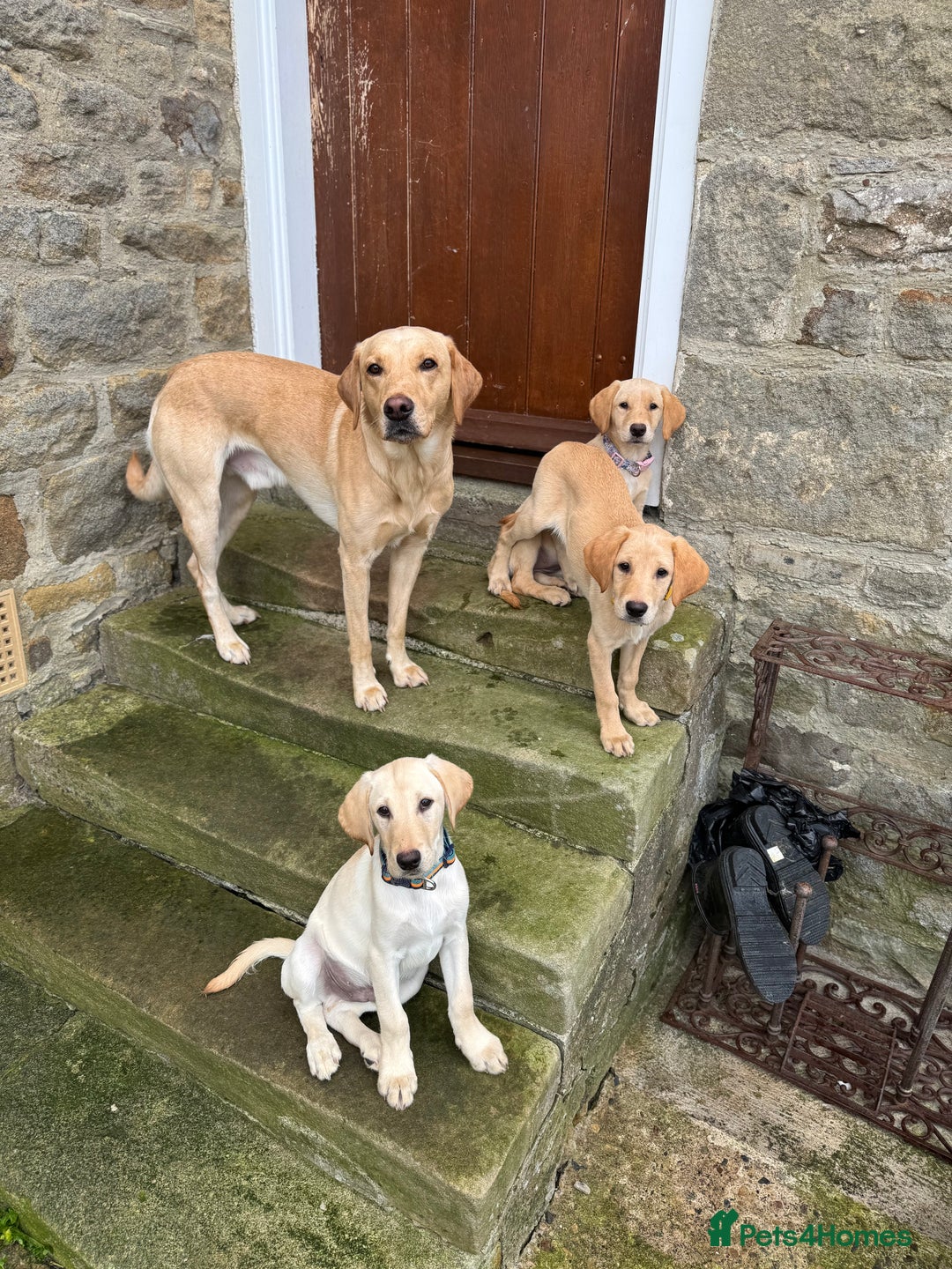 Labrador Retriever dogs for sale: Labrador Retriever (Yellow) - Image 2