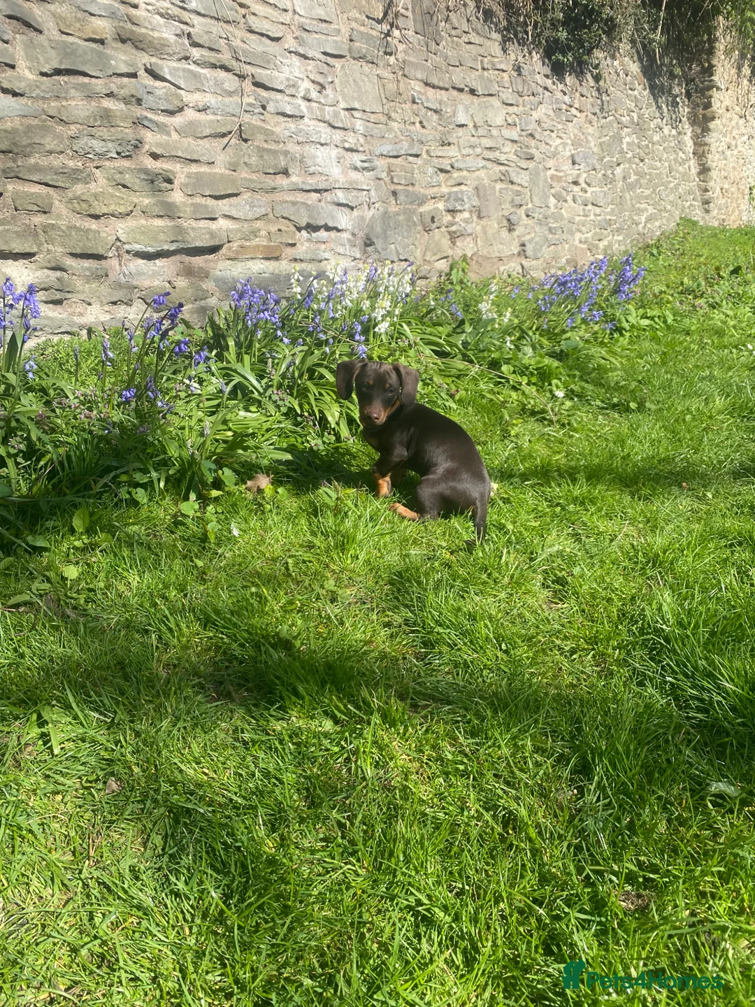 Jackshund dogs for sale: 12 week old Jackshund puppy  in Ludlow - Advert 2
