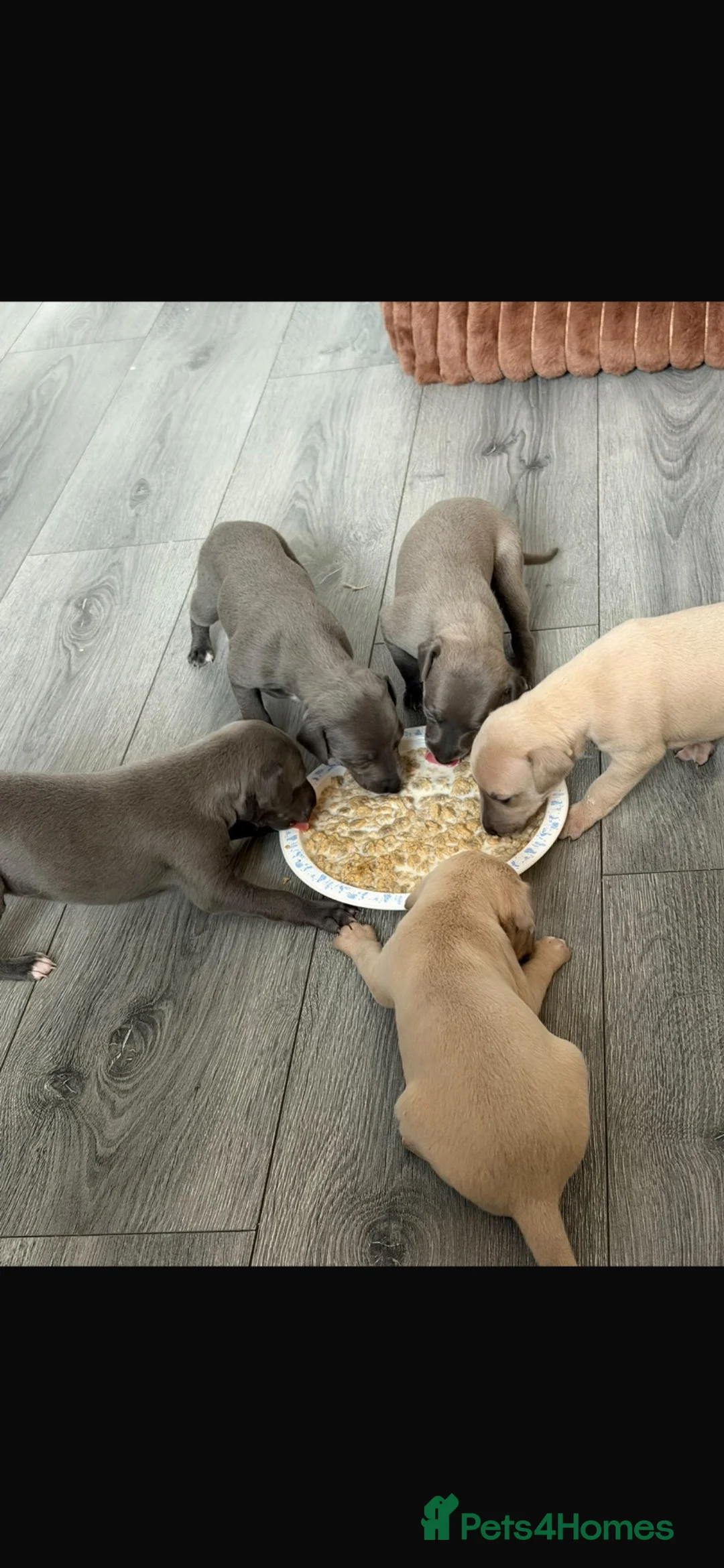 Mixed Breed dogs for sale: Whippet x Italian Greyhound Puppies  - Advert 2