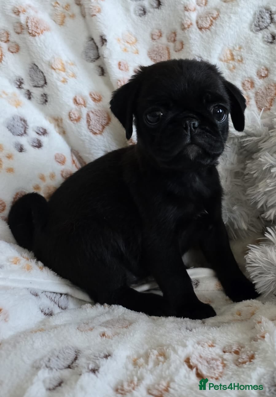 Pug dogs  2 PUG PUPPIES remain! K. C. registered - Advert 2