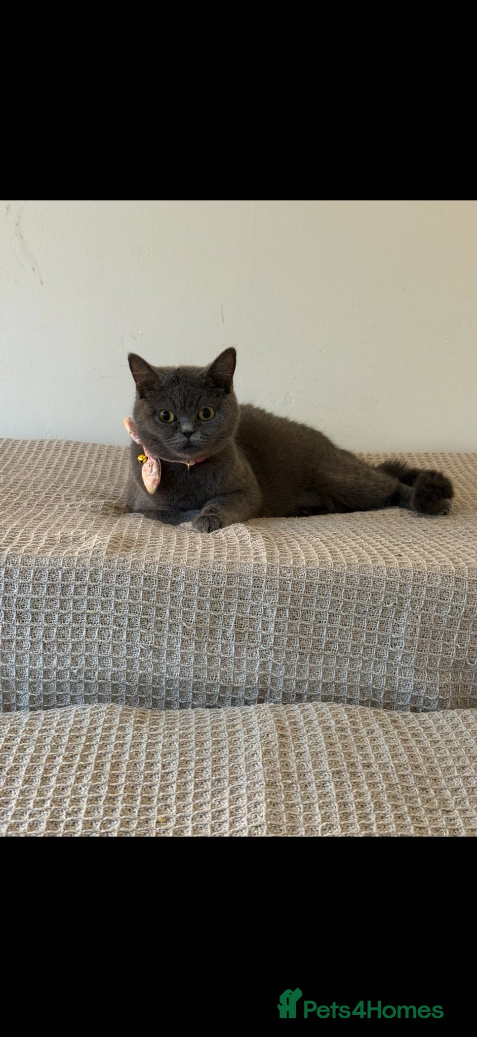 British Shorthair cats for sale: Beautiful British shorthair kittens  in Cardiff - Advert 2