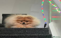 Pomeranian dogs for sale: Pomeranian  - Image 2