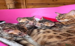 Bengal cats for sale: TICA Reg Bengal Kittens - Browns, Lynx & Mink - Image 18
