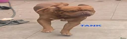 Dogue De Bordeaux dogs for sale: DOGUE DE BORDEAUX for sale - Advert 3