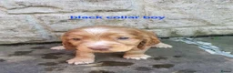 Cocker Spaniel dogs for sale: Beautiful working / show cocker spaniel puppies - Advert 9