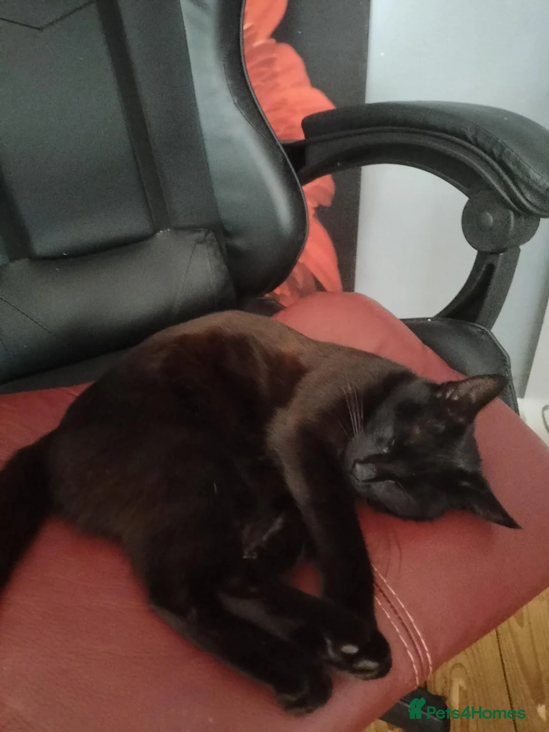 Maine Coon cats for sale: Maine coon cross DSh  - Advert 3