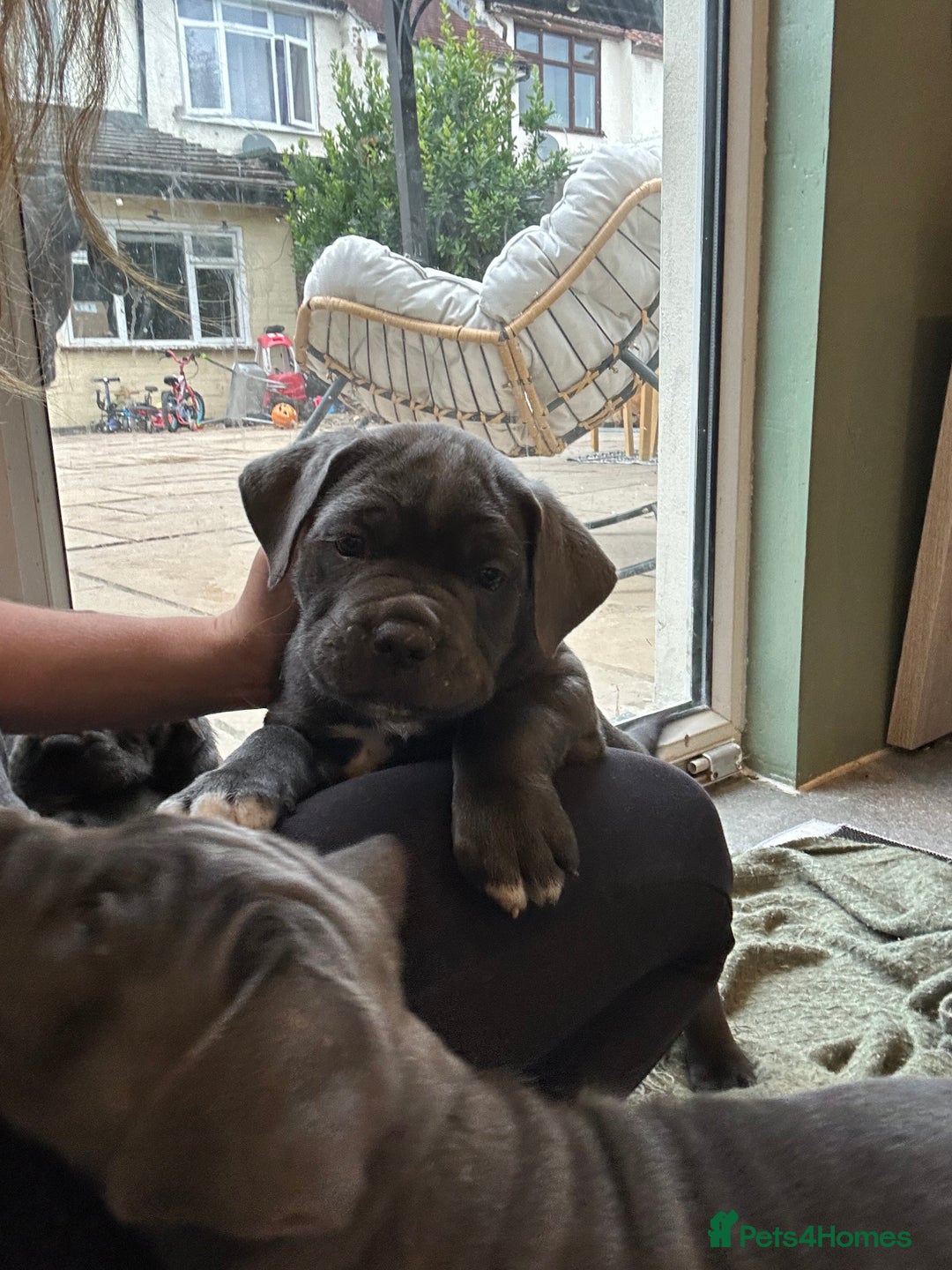 Cane Corso dogs for sale: Chunky cane corso puppies for sale ICCF registered - Image 5