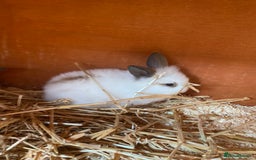 Mini Lop rabbits for sale: 3 beautiful girl baby bunnies  - Image 6