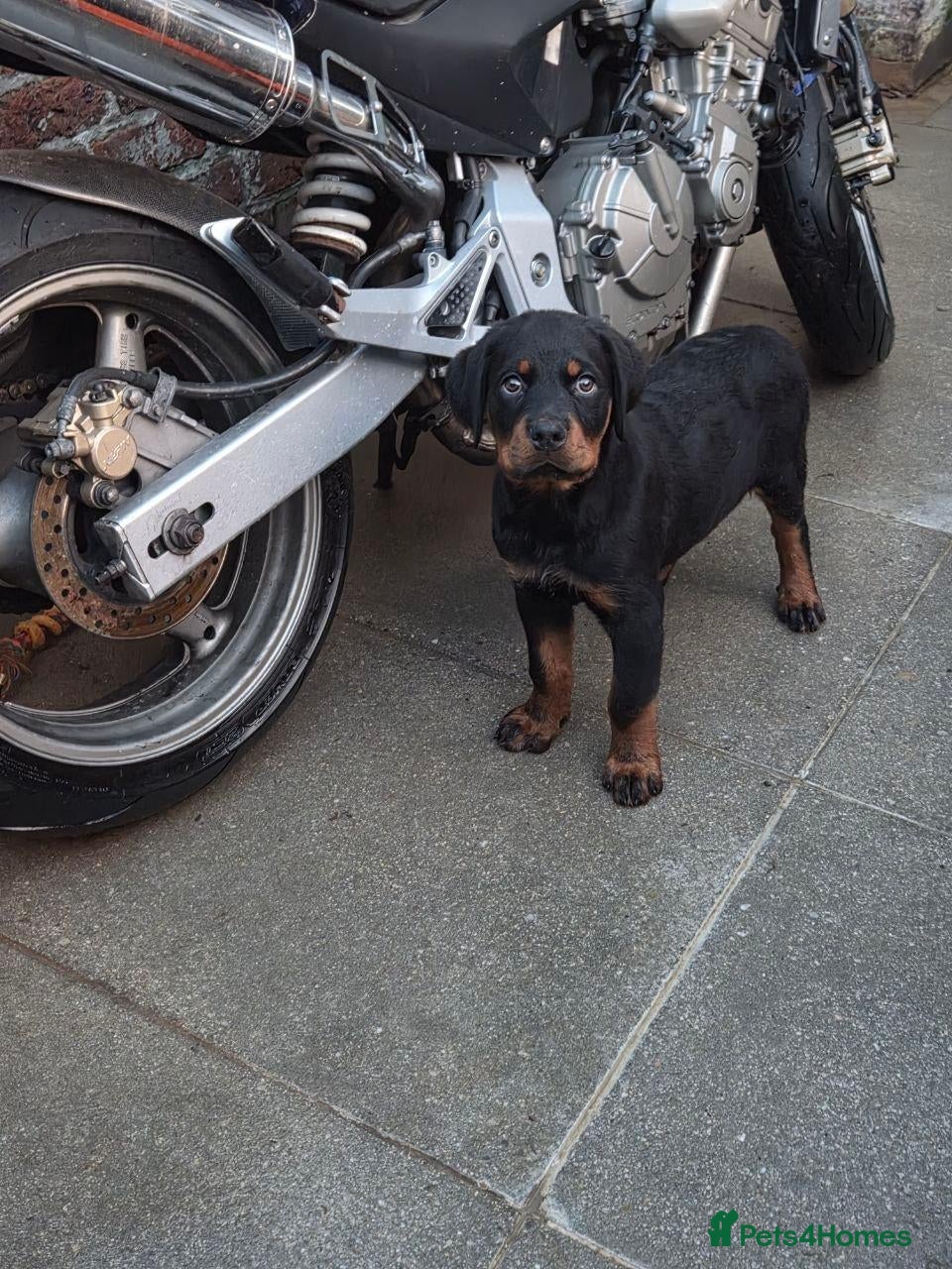 Rottweiler dogs 🐶PREMIUM ROTTWEILERS. ADRK GERMAN BLOODLINES 🇩🇪 - Advert 2