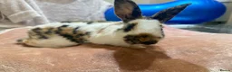 Mixed Breed rabbits for sale: Beautiful Tri-Coloured Buck in Keighley - Advert 3