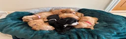 Cockapoo dogs for sale: Toy cockapoo puppies (golden) (tri) super cute - Advert 10