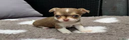 Chihuahua dogs for sale: 🐶Tiny exquisite RARE blue, Lilac & Chocolate Tri  - Advert 23