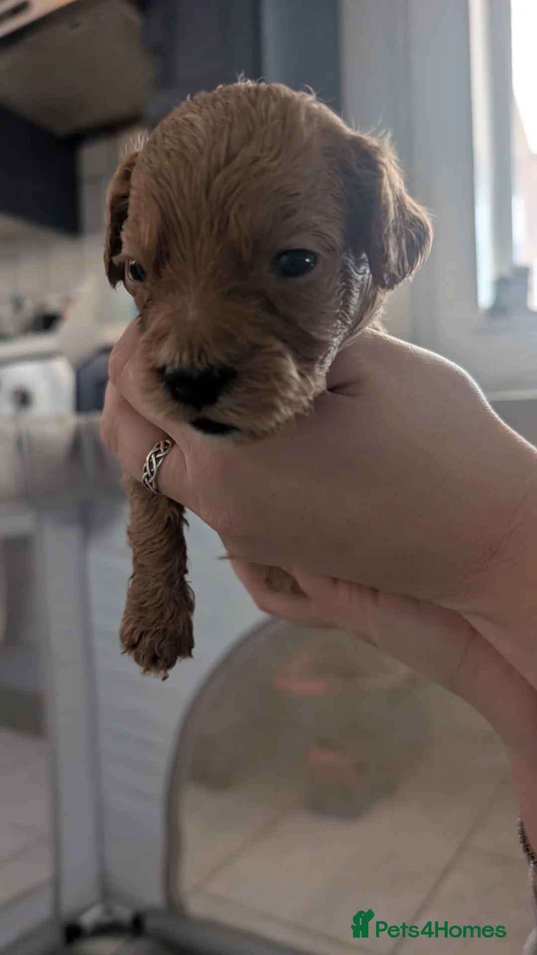 Cockapoo dogs for sale: Cockapoo puppies - Advert 40