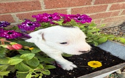 Parson Russell dogs for sale: KC Reg Parson Russell Terrier Pups - Image 4