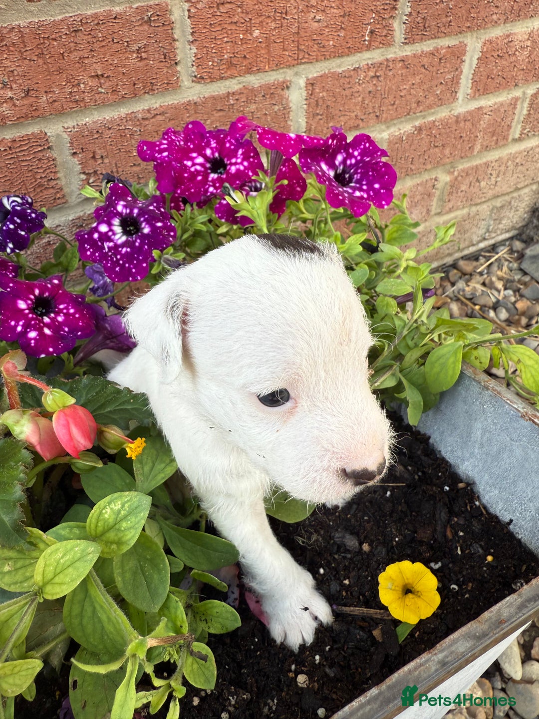Parson Russell dogs for sale: KC Reg Parson Russell Terrier Pups - Image 4
