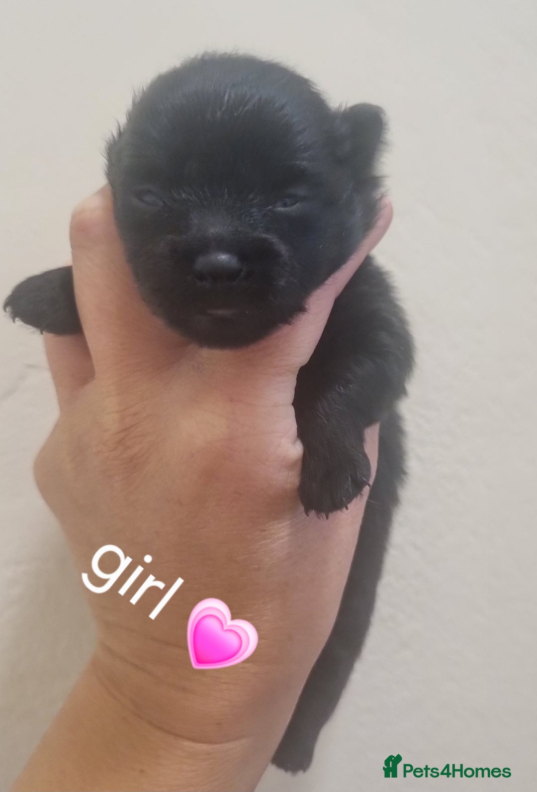 Pomeranian dogs for sale: Beautiful litter teddy bear poms  - Image 13