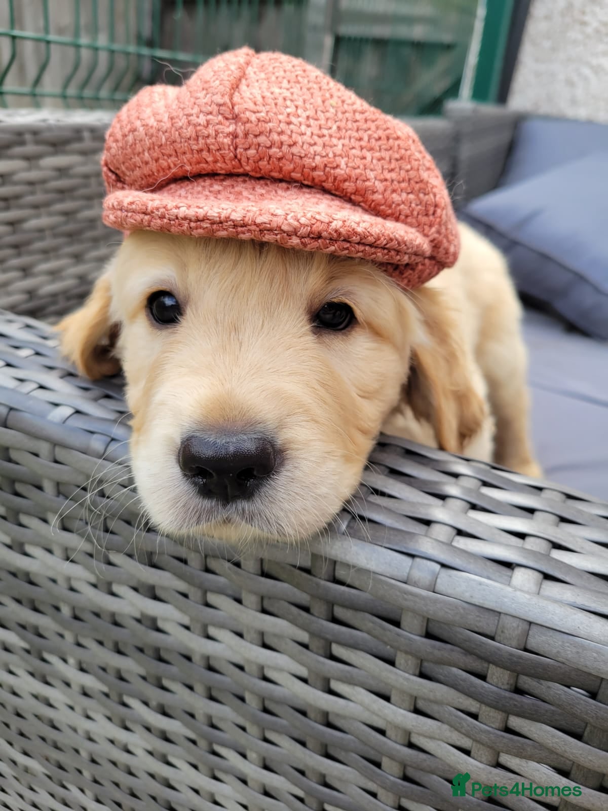 Golden Retriever dogs 3x KC golden retriever pups, ready 22nd June - Advert 2