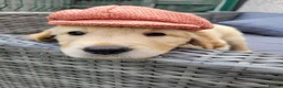Golden Retriever dogs for sale: 3x KC golden retriever pups, ready 22nd June - Advert 2