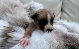 Mixed Breed dogs for sale: 🐾 Beautiful Whippet x Collie Puppies! 🐾 - Image 19