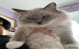 Ragdoll cats for sale: GCCF Active Blue Mitted Stud male for sale - Image 8