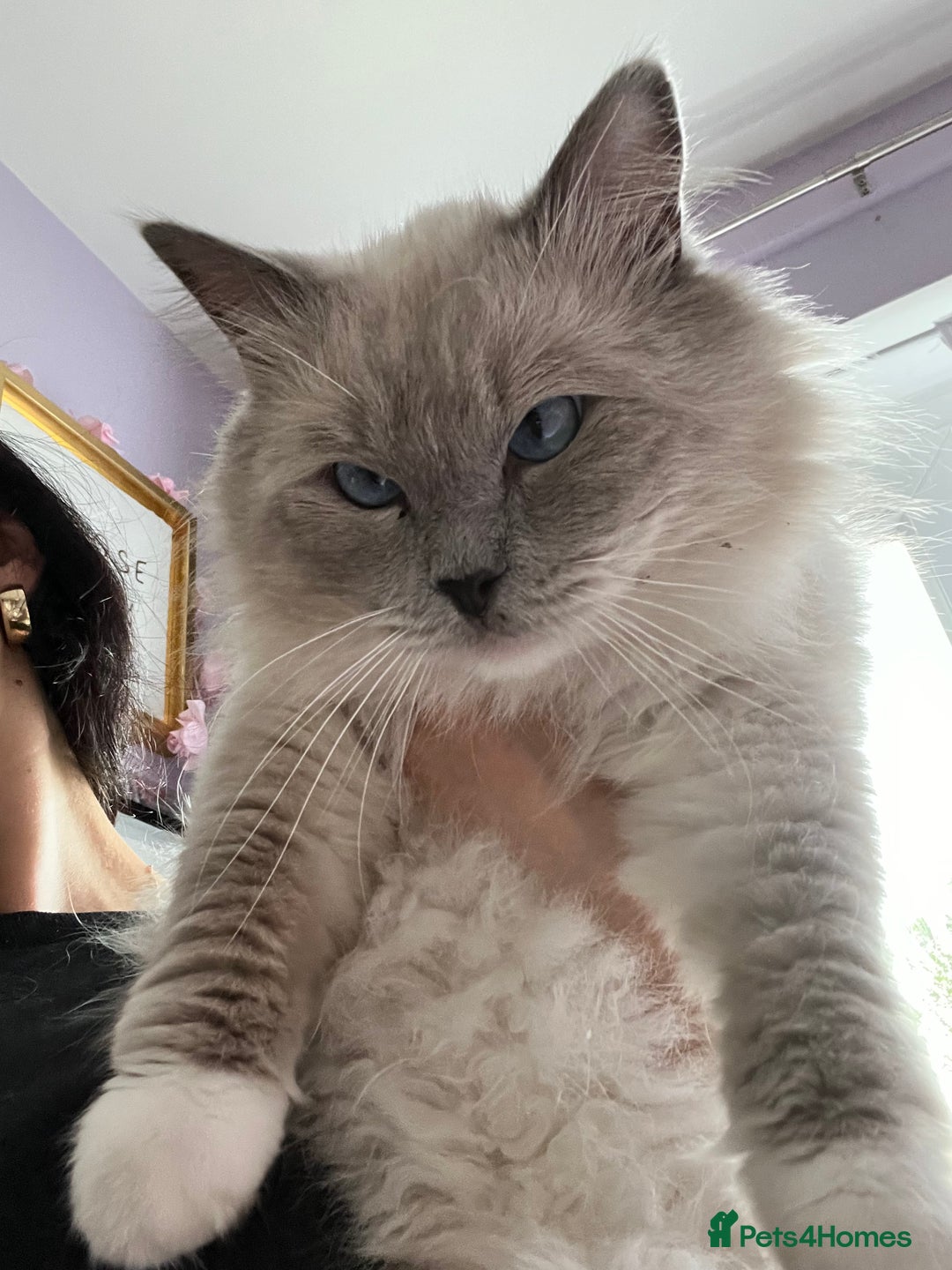 Ragdoll cats for sale: GCCF Active Blue Mitted Stud male for sale - Image 8