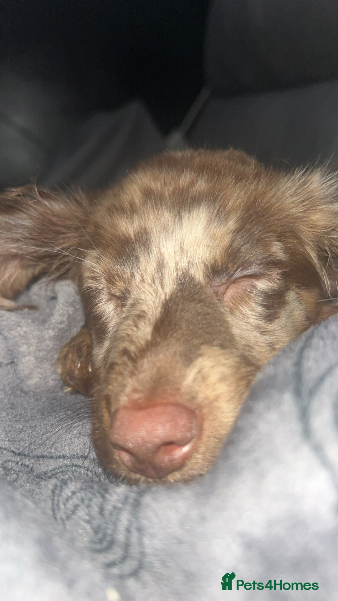 Dachshund dogs for sale: Dachshund male  - Advert 4