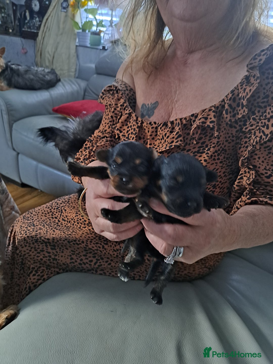 Yorkiepoo dogs for sale: Yorkiepoo - Advert 5